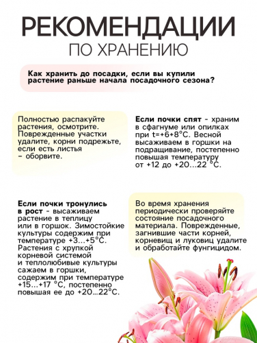 Лилия О.Т. Гибрид Orange Space, луковица в пакете с перфорацией, р-р 12/14, 2 шт.