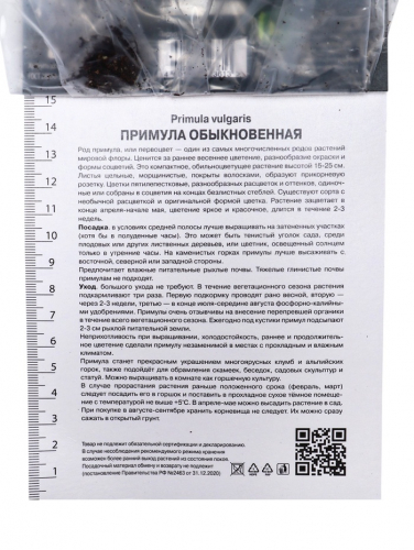 Примула Гернси Крим, р-р I, 1 шт, Осень 2025