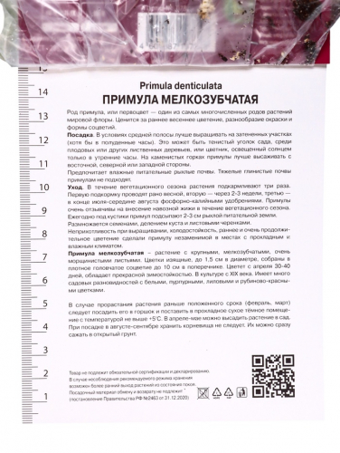 Примула мелкозубчатая Альба, р-р I, 1 шт, Осень 2025