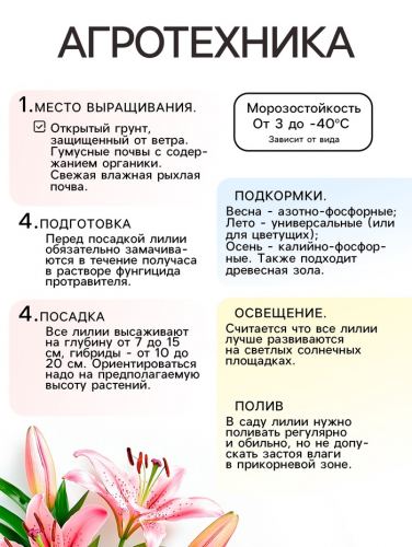 Лилия Многоцветная «Коголето», луковица в пакете с перфорацией, р-р 12/14, 3 шт.