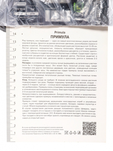 Примула Крем дю Трегор, р-р I, 1 шт, Осень 2025