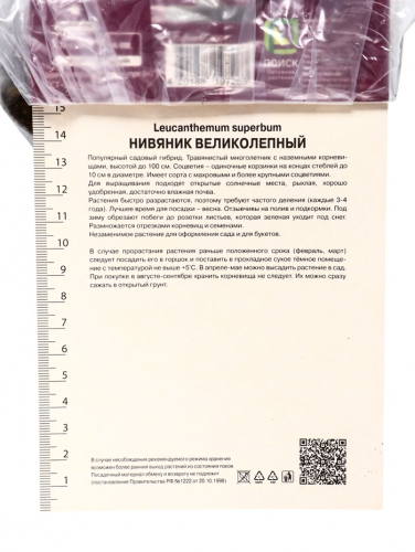 Нивяник великолепный Бродвей Лайтс, р-р I, 1 шт, Осень 2025