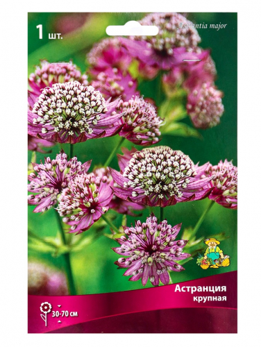Астранция крупная, корневище в торфогрунте, р-р I, 1 шт.
