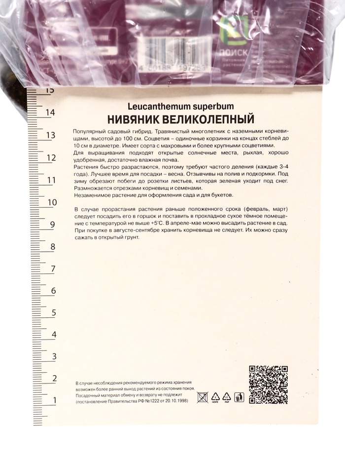 Нивяник великолепный Бродвей Лайтс, р-р I, 1 шт, Осень 2025