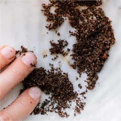 Скраб для тела, кофейный, натуральный «Грейпфрут и корица», 250 г