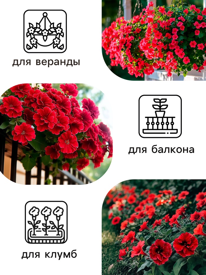 Семена Петуния