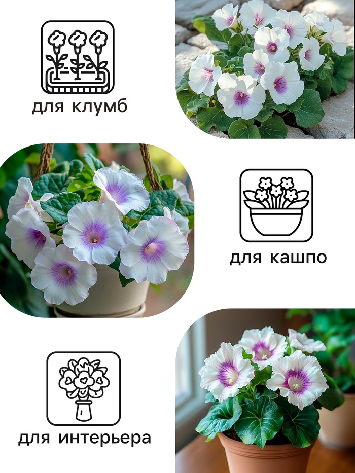 Семена комнатных цветов Глоксиния Аванти