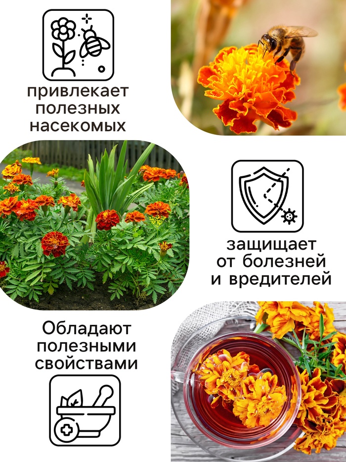 Семена цветов Бархатцы прямостоячие «Оранжевый принц», 0.3 г