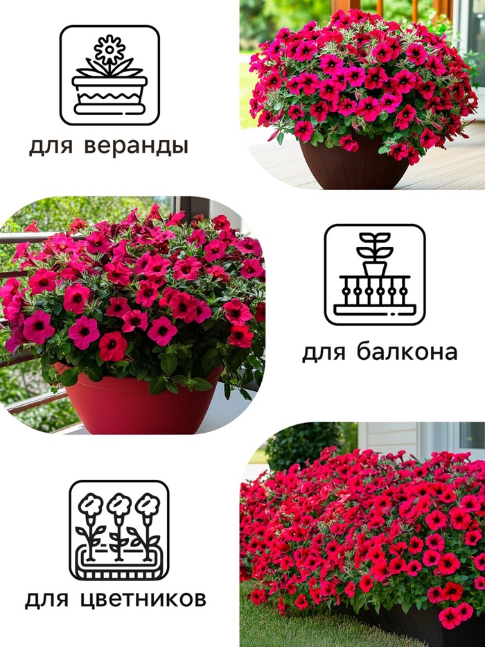 Семена Цветов Петуния