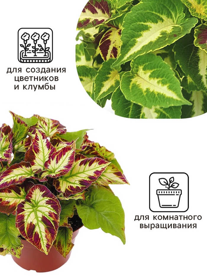 Семена цветов Колеус Визард Мозаик, 10шт