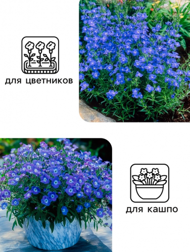 Семена цветов Лобелия 