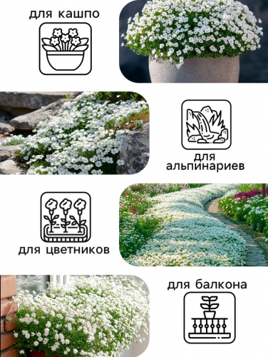 Семена цветов Алиссум 
