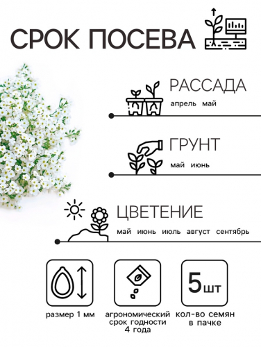 Семена цветов Алиссум 