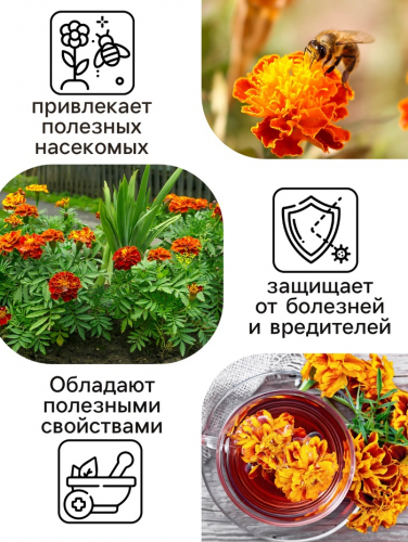 Семена цветов Бархатцы отклонённые «Мандарин», махровые, 0.3 г