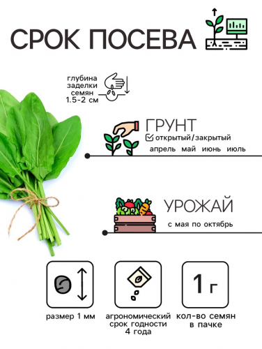 Семена Щавель 