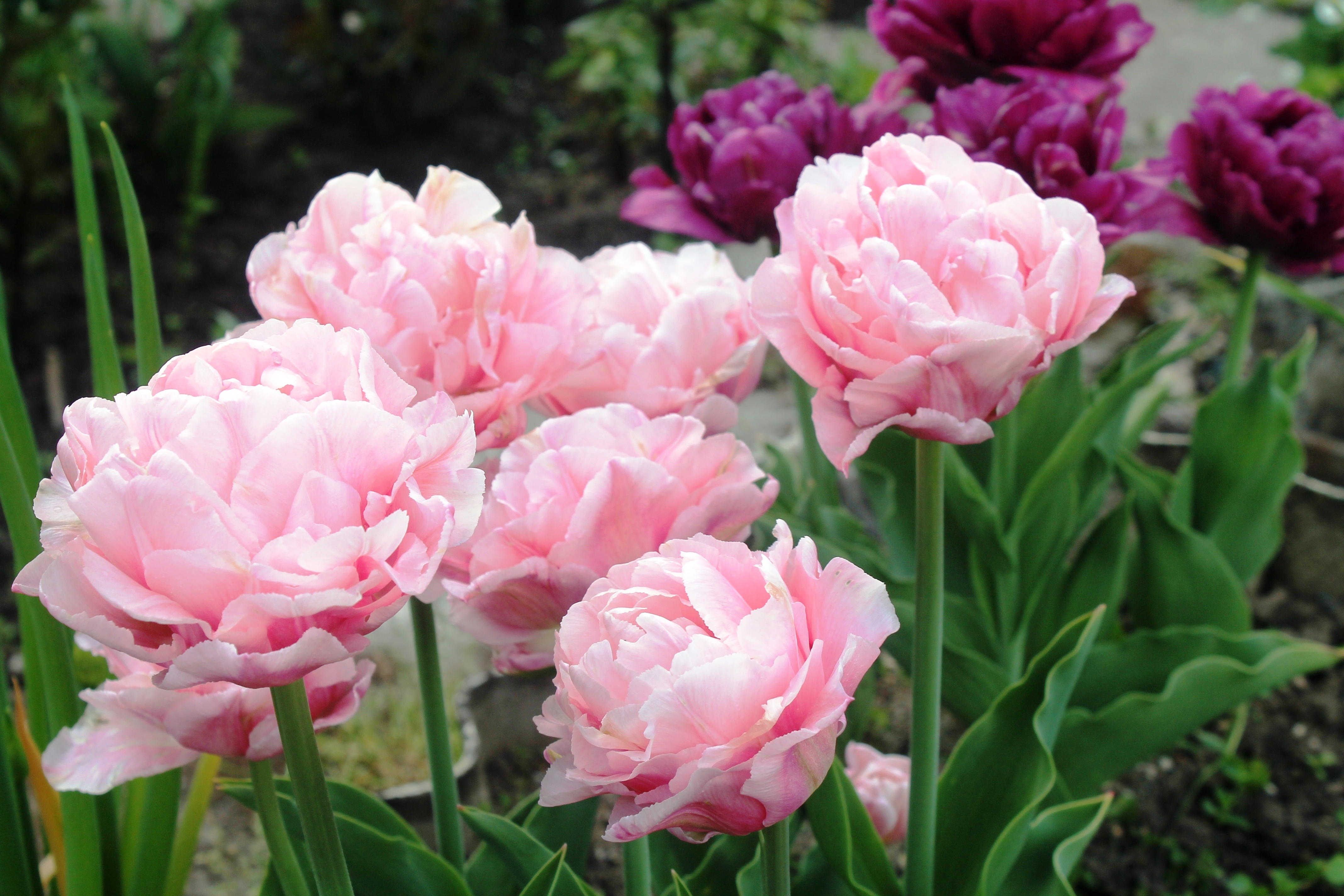 Тюльпаны Dreamer (10шт. в уп.)