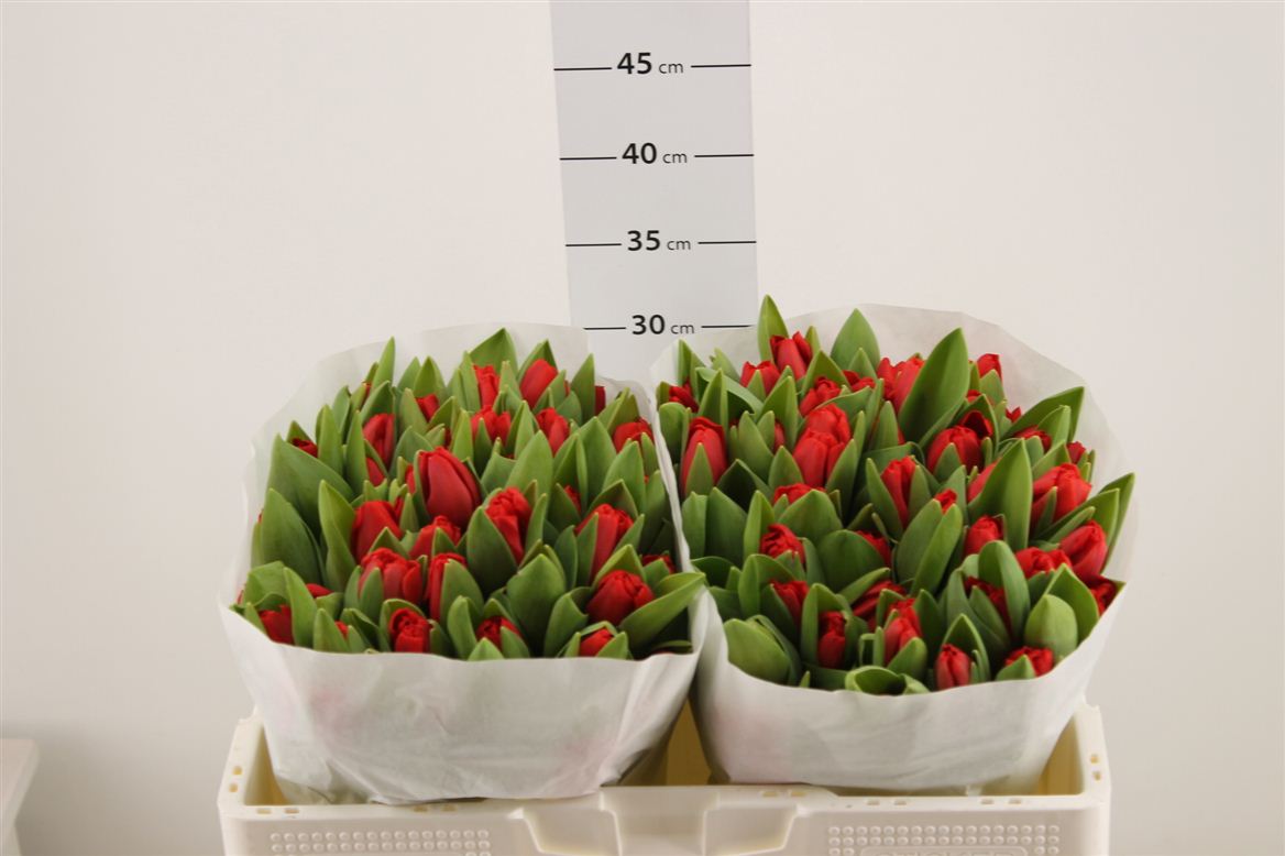 Тюльпаны Escape (10шт. в уп.)