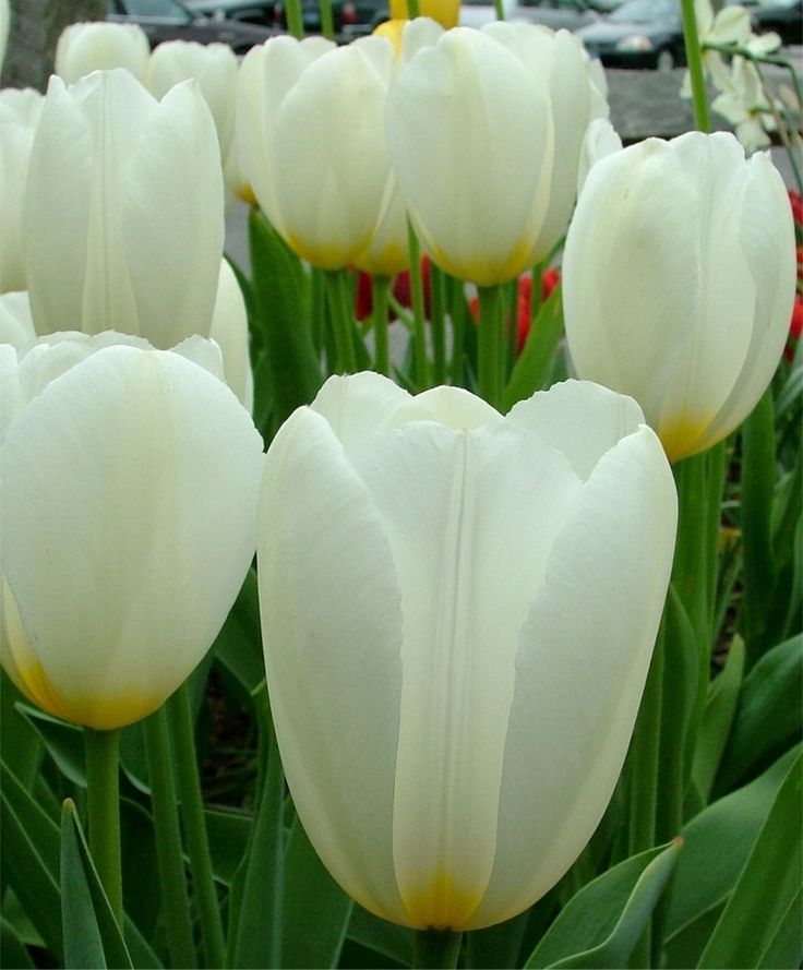 Тюльпаны Francoise (10шт. в уп.)