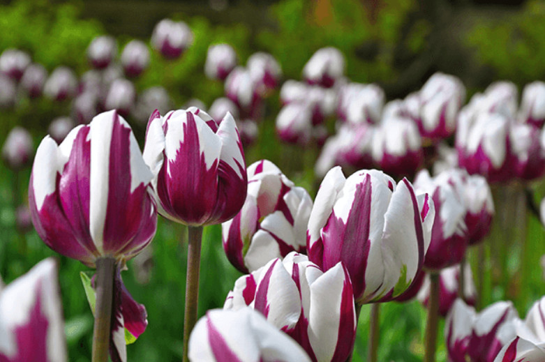 Тюльпаны Rems Favourite (10шт. в уп.)