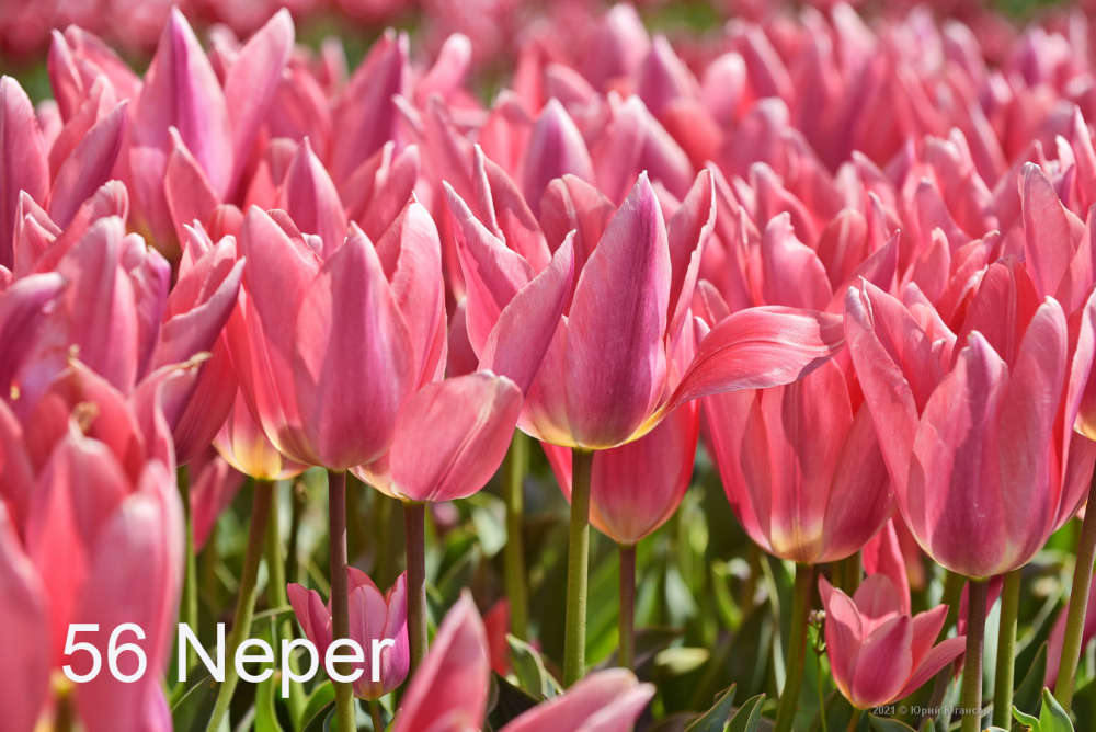 Тюльпаны Neper (10шт. в уп.)