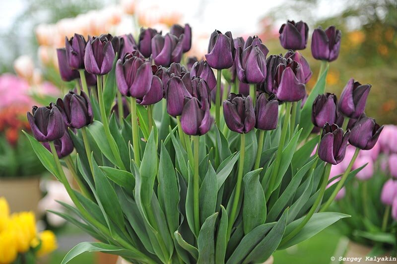 Тюльпаны Paul Scherer (10шт. в уп.)