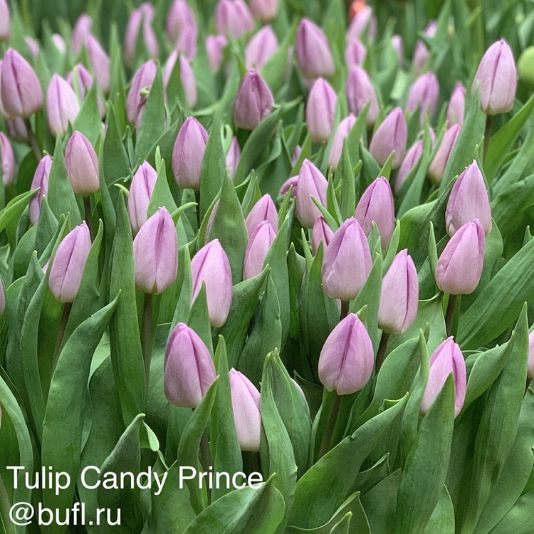 Тюльпаны Candy Prince (10шт. в уп.)