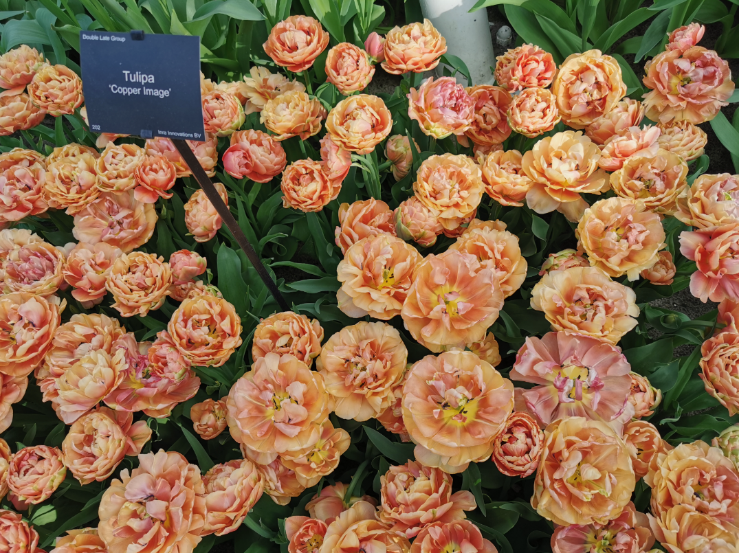 Тюльпаны Copper Image (10шт. в уп.)