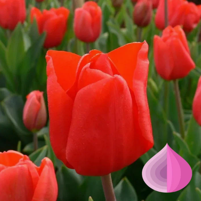 Тюльпаны Escape (10шт. в уп.)