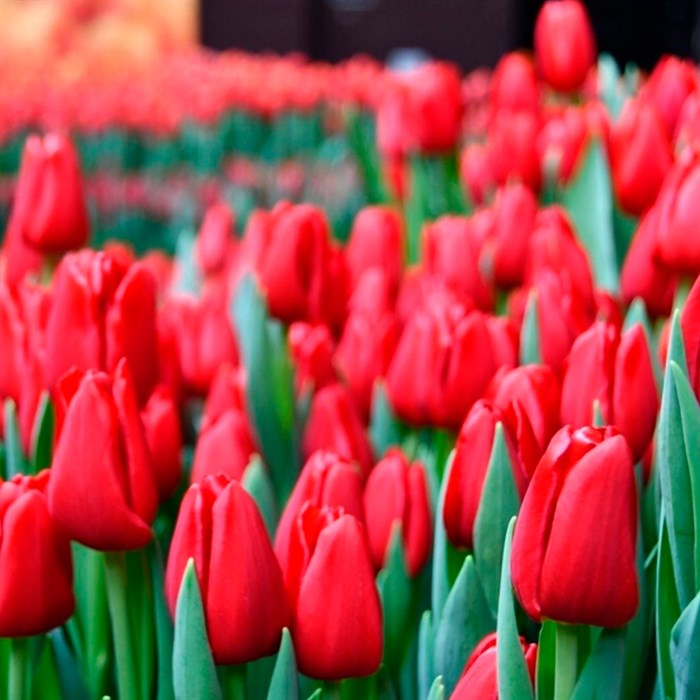 Тюльпаны Heartbreaker (10шт. в уп.)