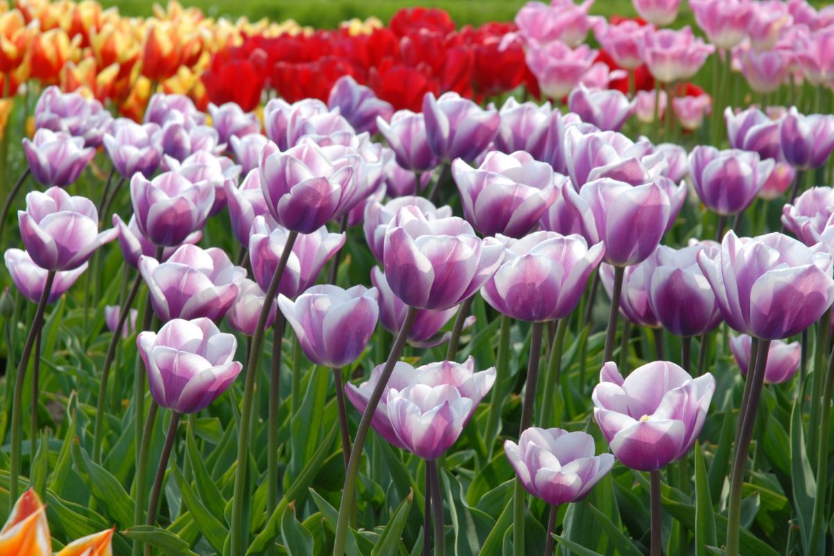 Тюльпаны Librije (10шт. в уп.)