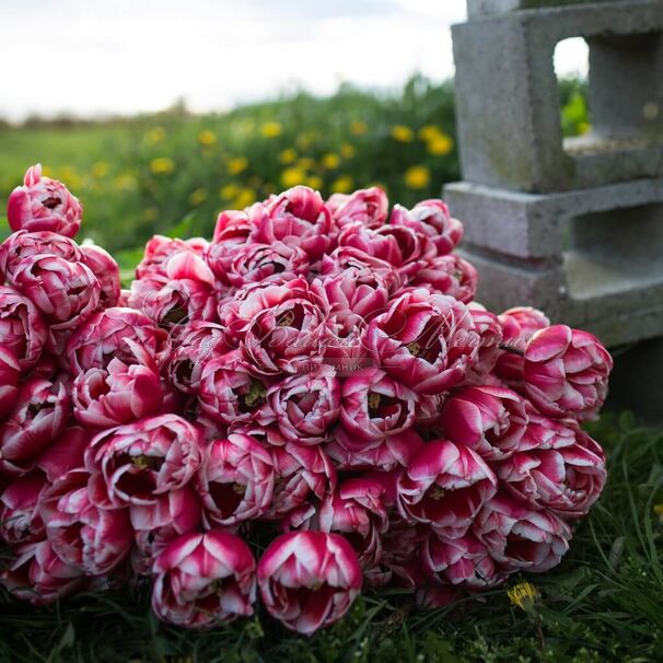 Тюльпаны Drumline (10шт. в уп.)