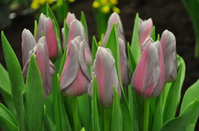 Тюльпаны Mistress Mystic (10шт. в уп.)