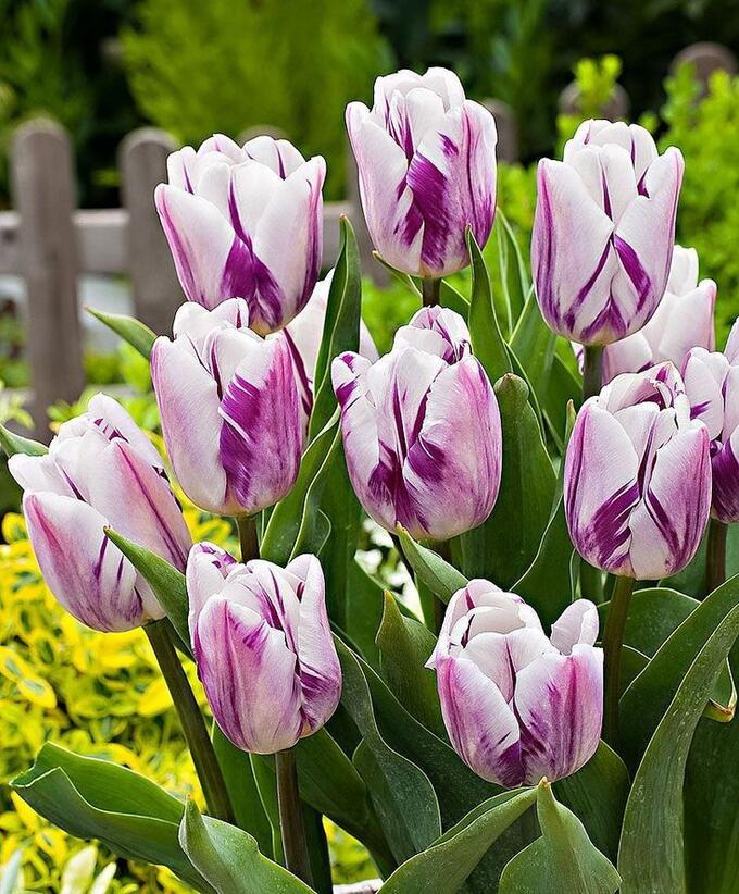 Тюльпаны Flaming Flag (10шт. в уп.)