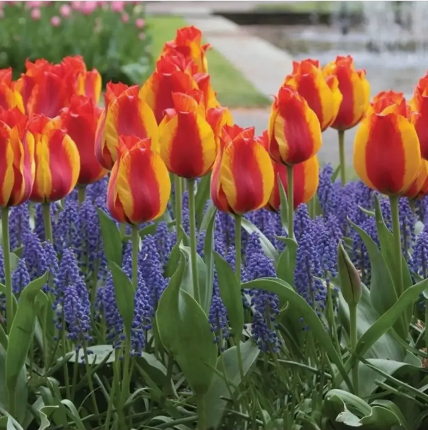 Тюльпаны Flair (10шт. в уп.)