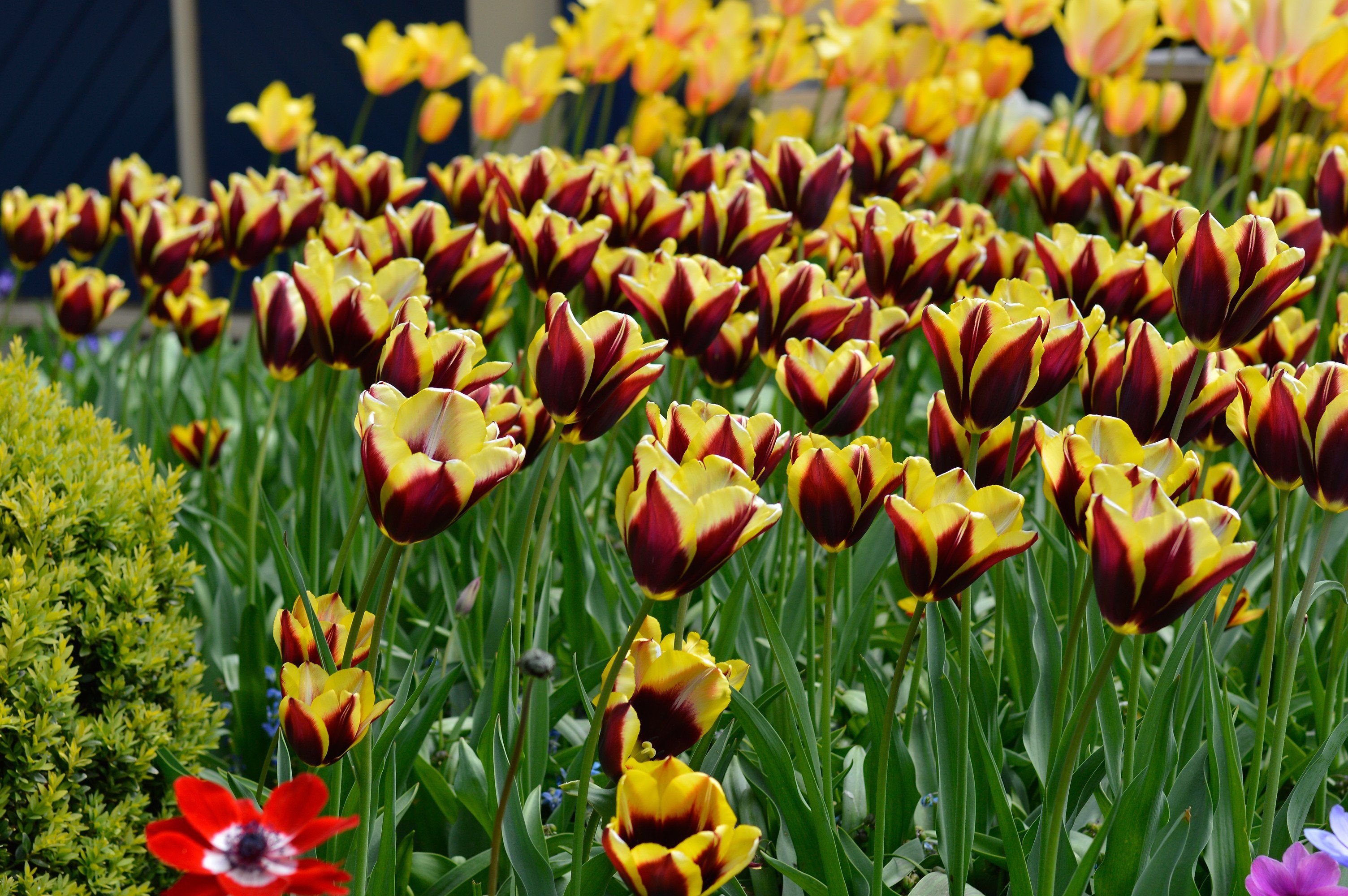 Тюльпаны Gavota (10шт. в уп.)