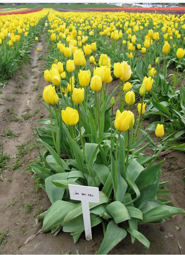 Тюльпаны Jan van Nes (10шт. в уп.)