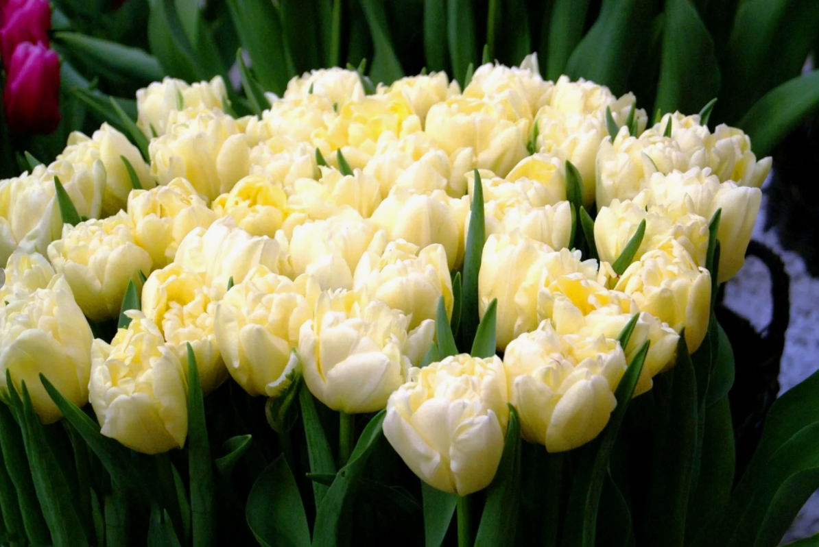 Тюльпаны Avant Garde (10шт. в уп.)