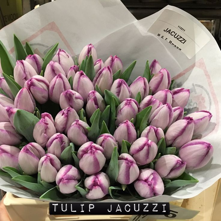 Тюльпаны Jacuzzi (10шт. в уп.)