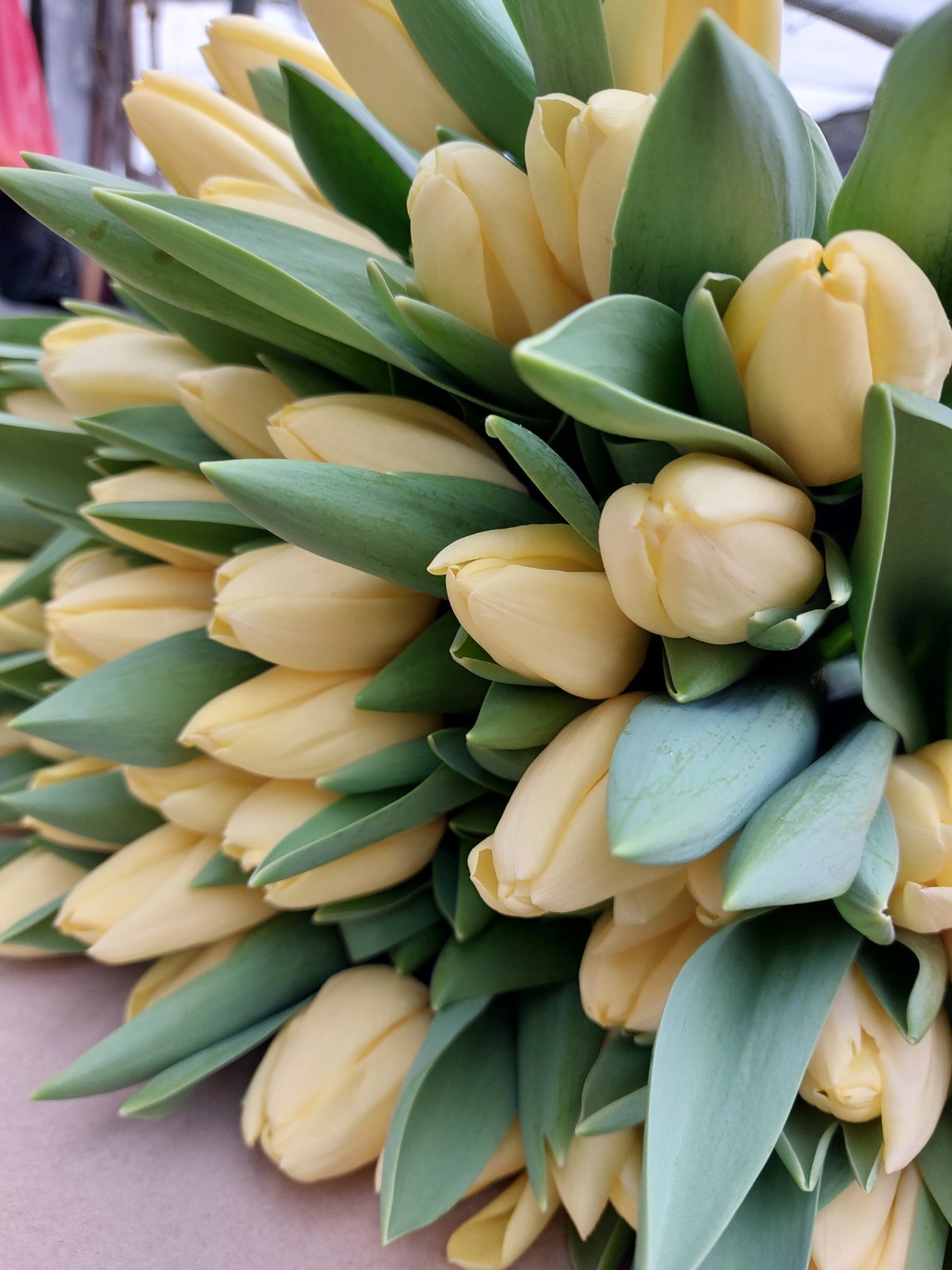 Тюльпаны Crème Fraîche (10шт. в уп.)