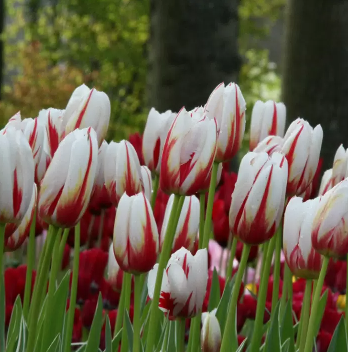 Тюльпаны Carnaval de Nice (10шт. в уп.)