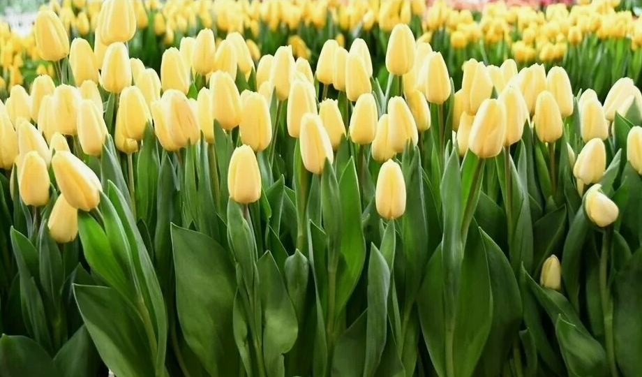 Тюльпаны Crème Fraîche (10шт. в уп.)