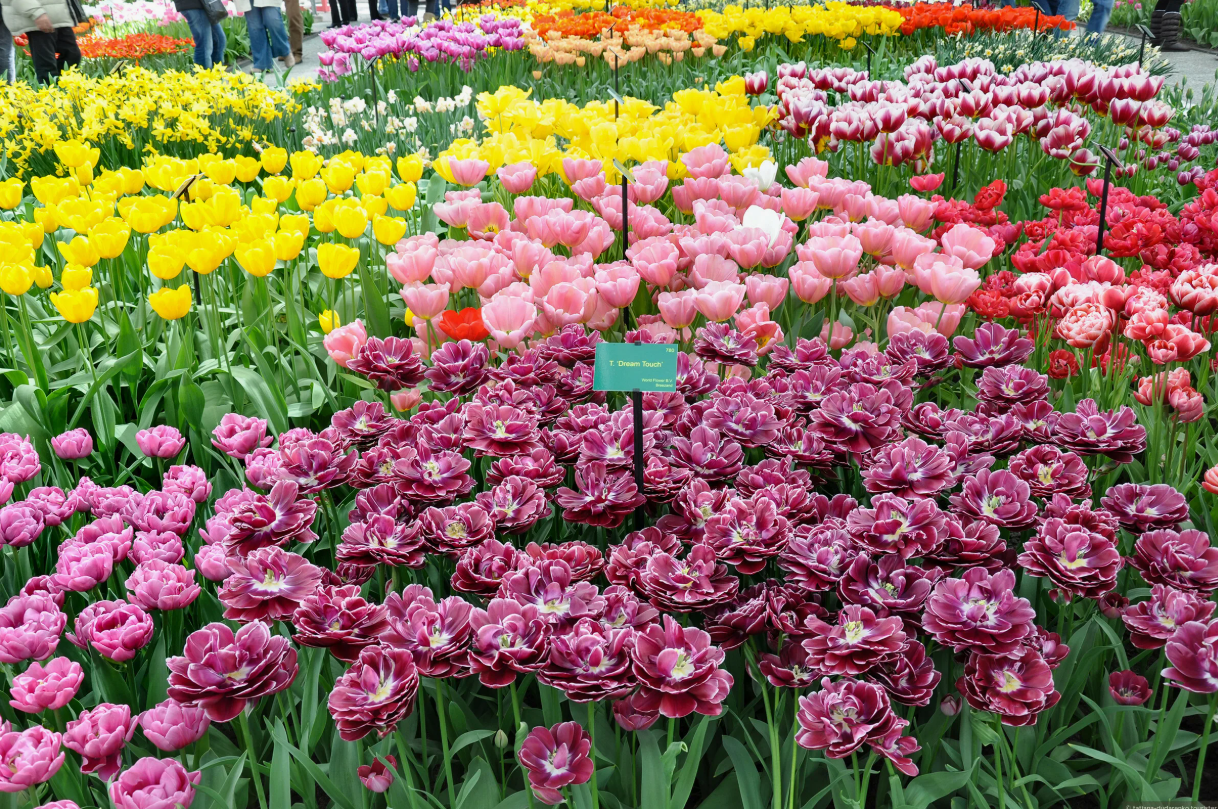 Тюльпаны Dream Touch (10шт. в уп.)