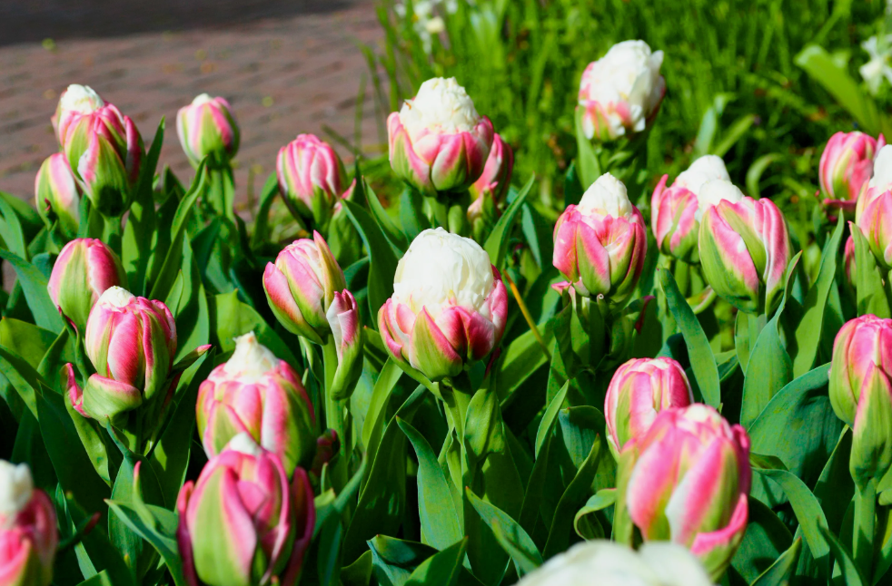 Тюльпаны Ice Cream (10шт. в уп.)