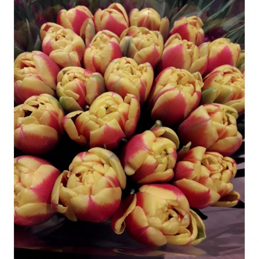 Тюльпаны Shell (10шт. в уп.)