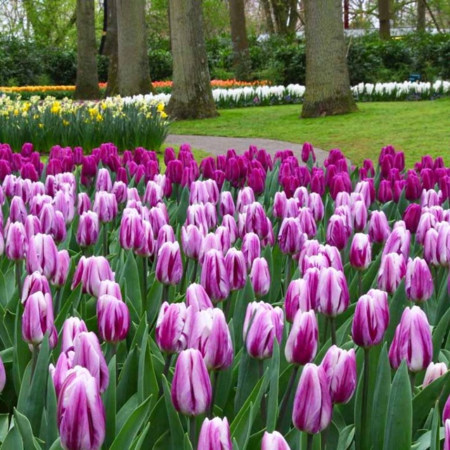 Тюльпаны Flaming Flag (10шт. в уп.)