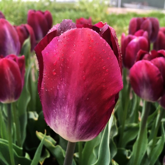 Тюльпаны Kansas Proud (10шт. в уп.)