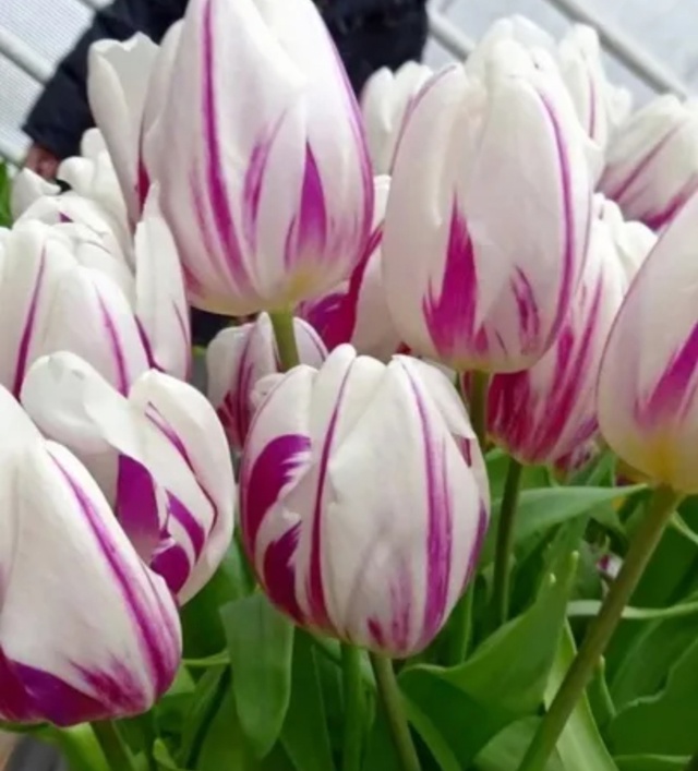 Тюльпаны Flaming Flag (10шт. в уп.)