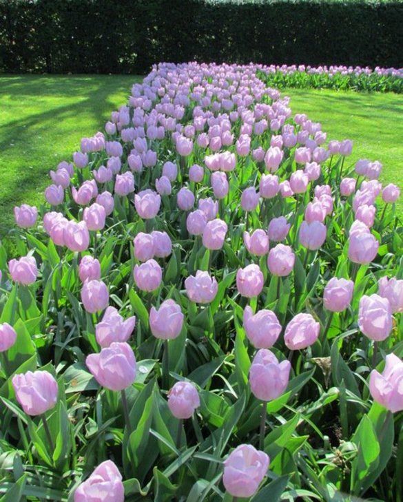 Тюльпаны Candy Prince (10шт. в уп.)