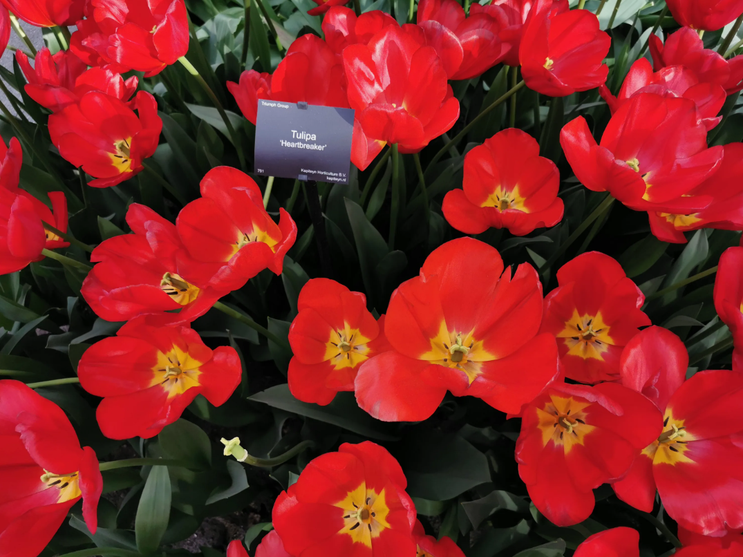 Тюльпаны Heartbreaker (10шт. в уп.)