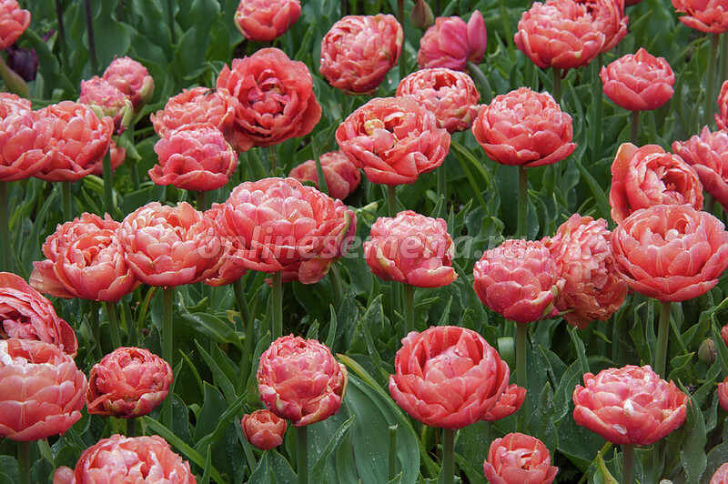 Тюльпаны Copper Image (10шт. в уп.)